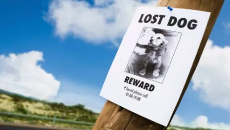 New software being developed to help reunite owners with lost pets