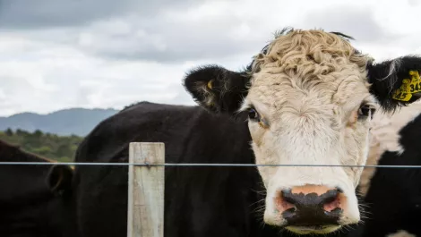 Inside the Kiwi UFB experience - Atihau Whanganui Corporation