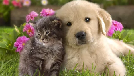 Lost or found someone's pet? PiP facial recognition will reunite our furry friends