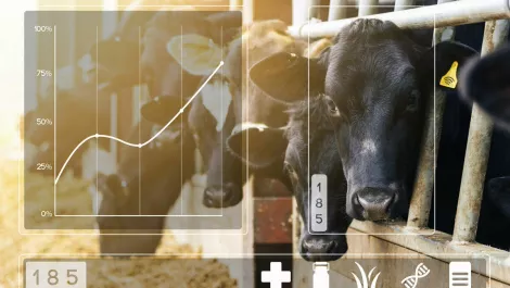 LIC utilises AWS to advance NZ's smart farming solutions